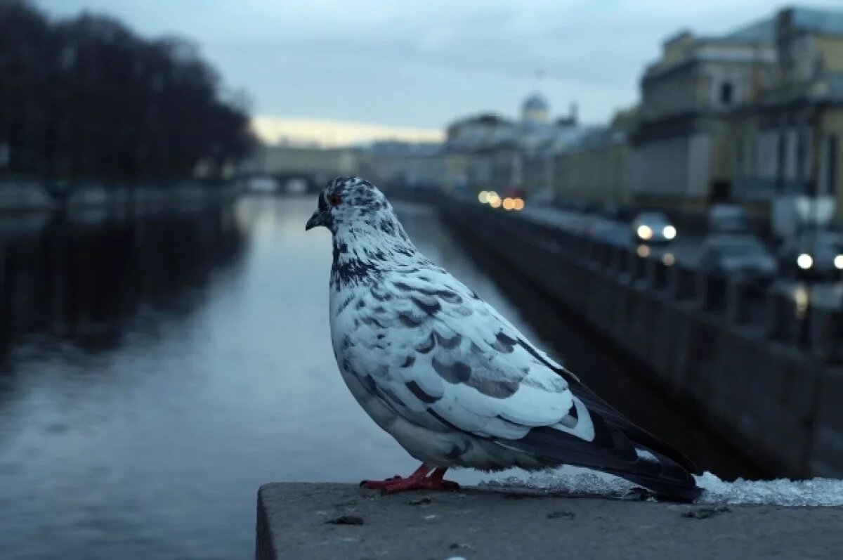    В Новосибирске задержали пассажира с нелегальными голубями