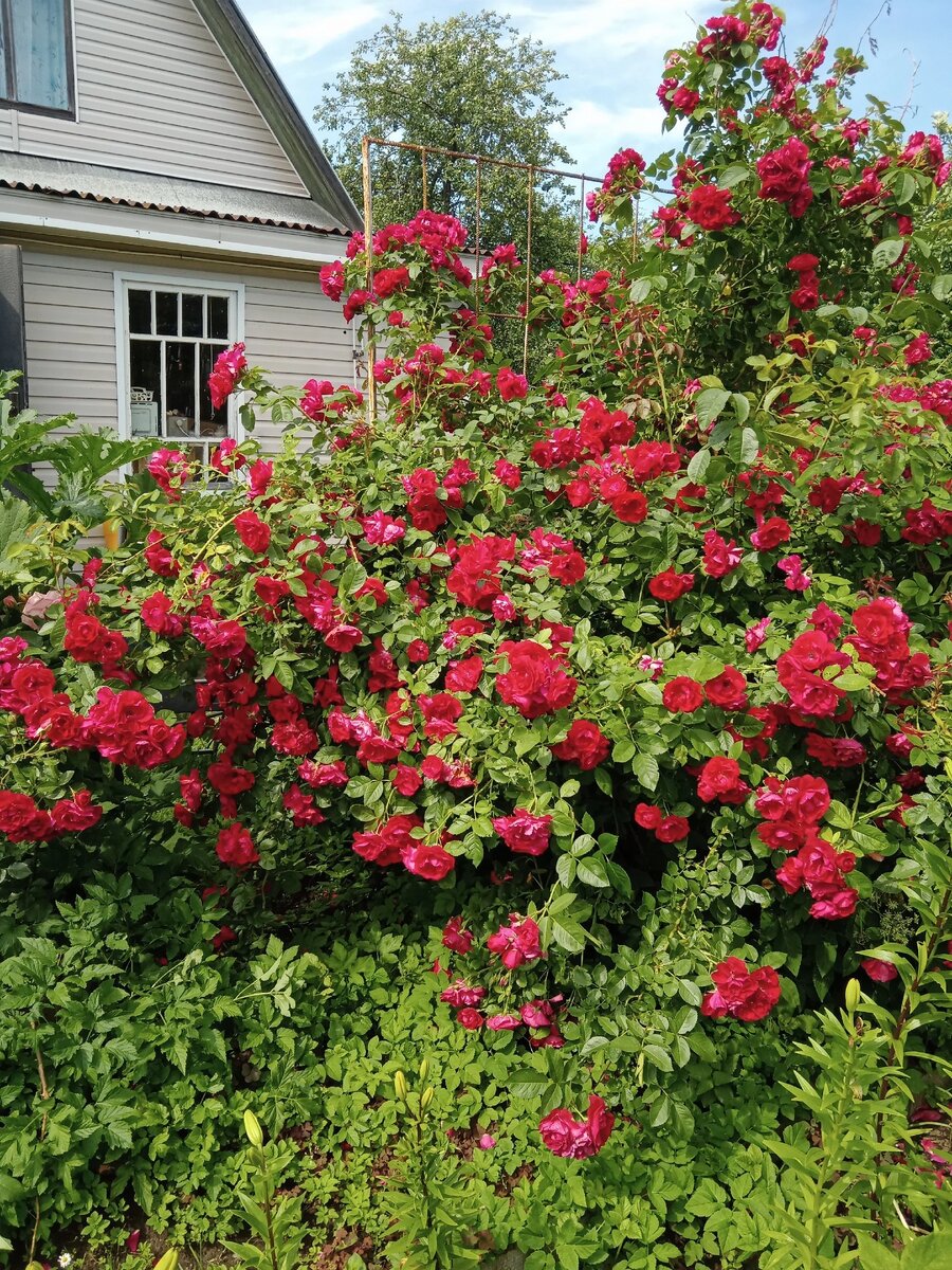 Фото автора. Роза сорт Фламентанц.