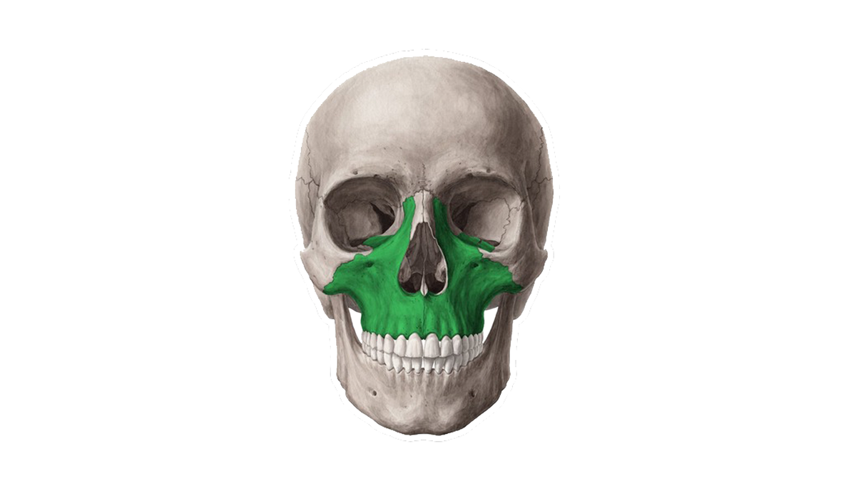 Максилла - верхняя челюсть