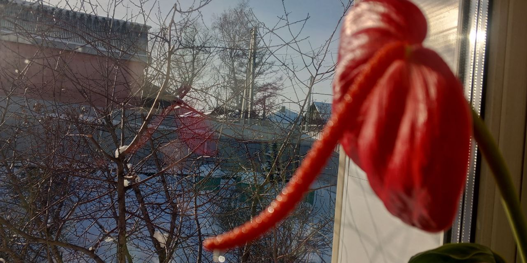 Одинокий антуриум Шерцера желает познакомиться 🦋