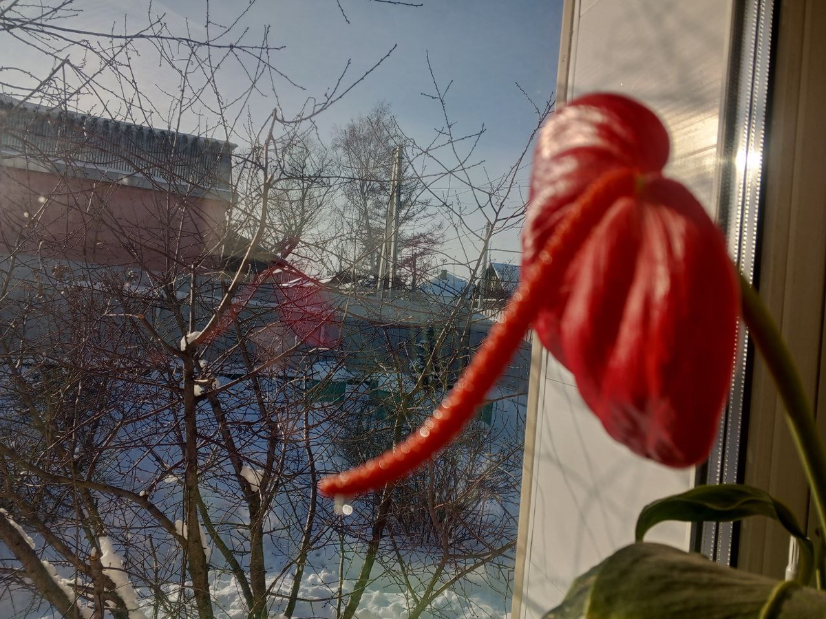 Цветет антуриум Шерцера, за окном зима, Сибирь, фото автора