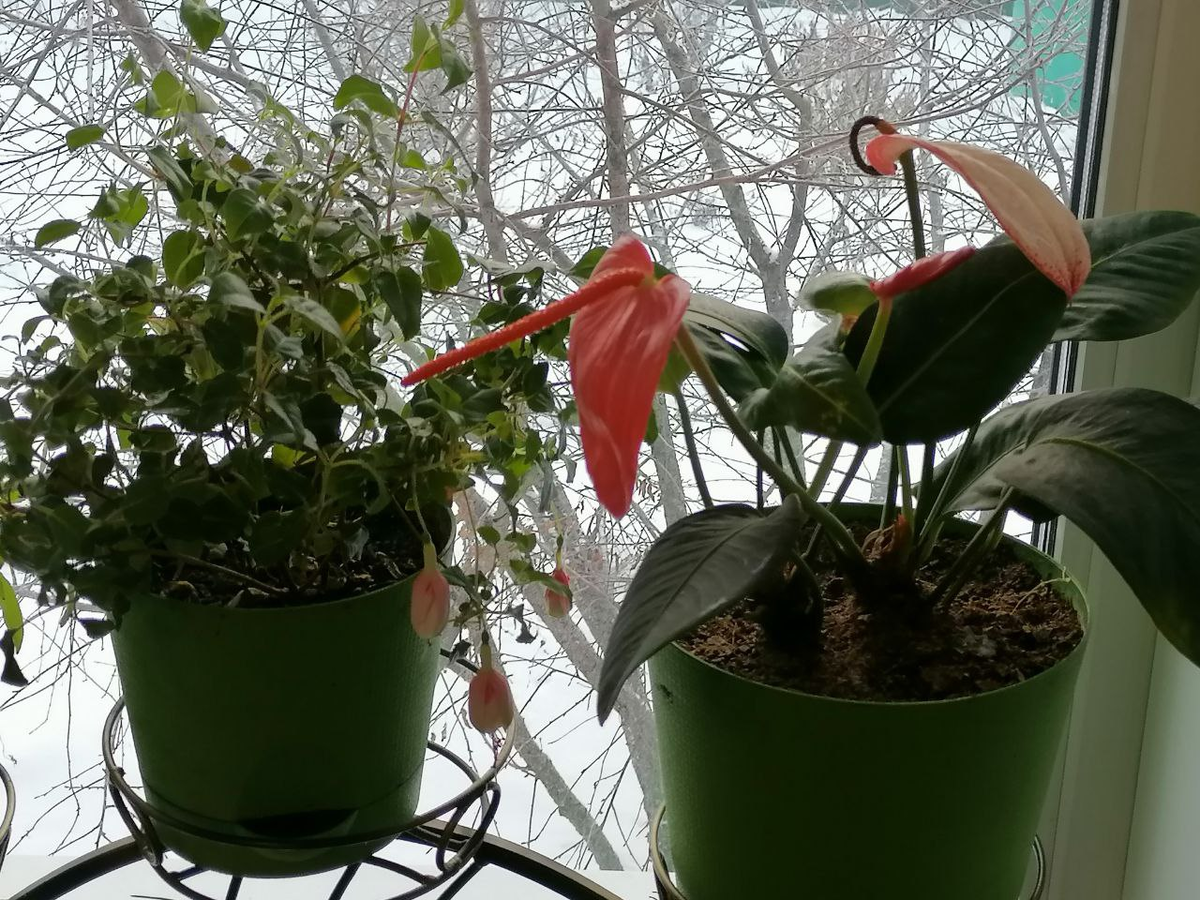 Антуриум в декабре, фото автора