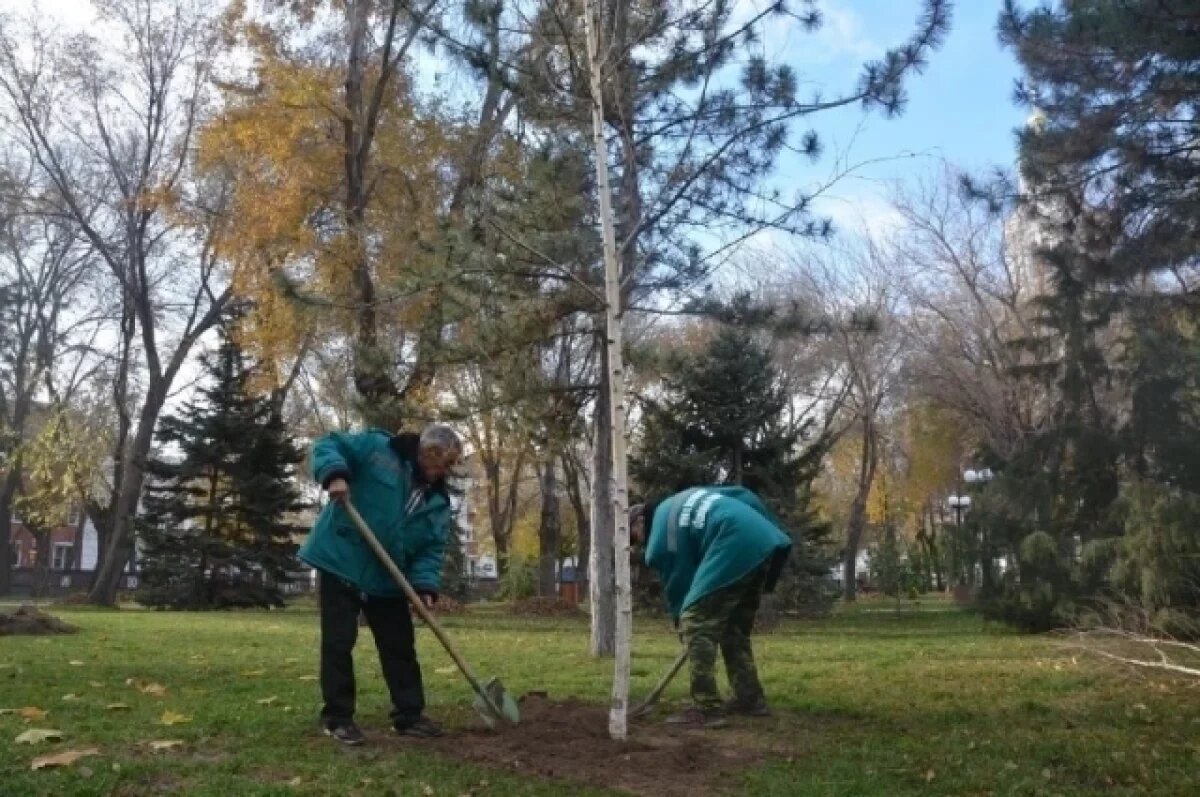    В Астрахани высаживают большие деревья
