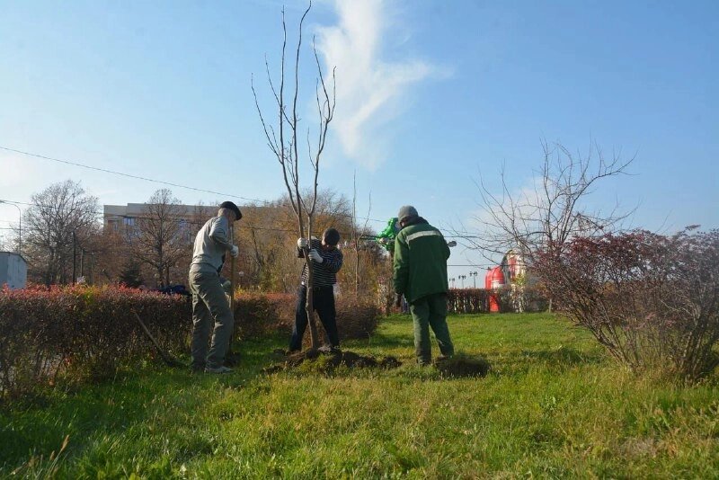    высадка деревьев Фото: Администрация Астрахани