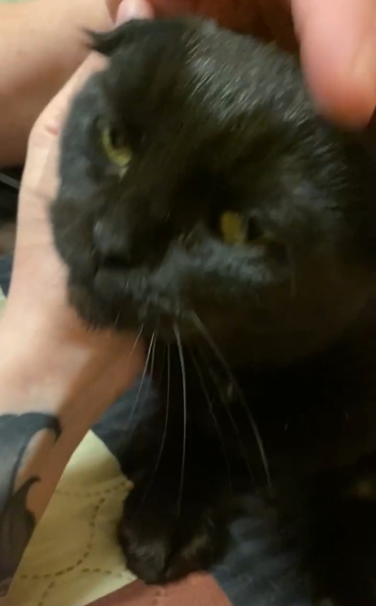 Само видео приложить не удалось