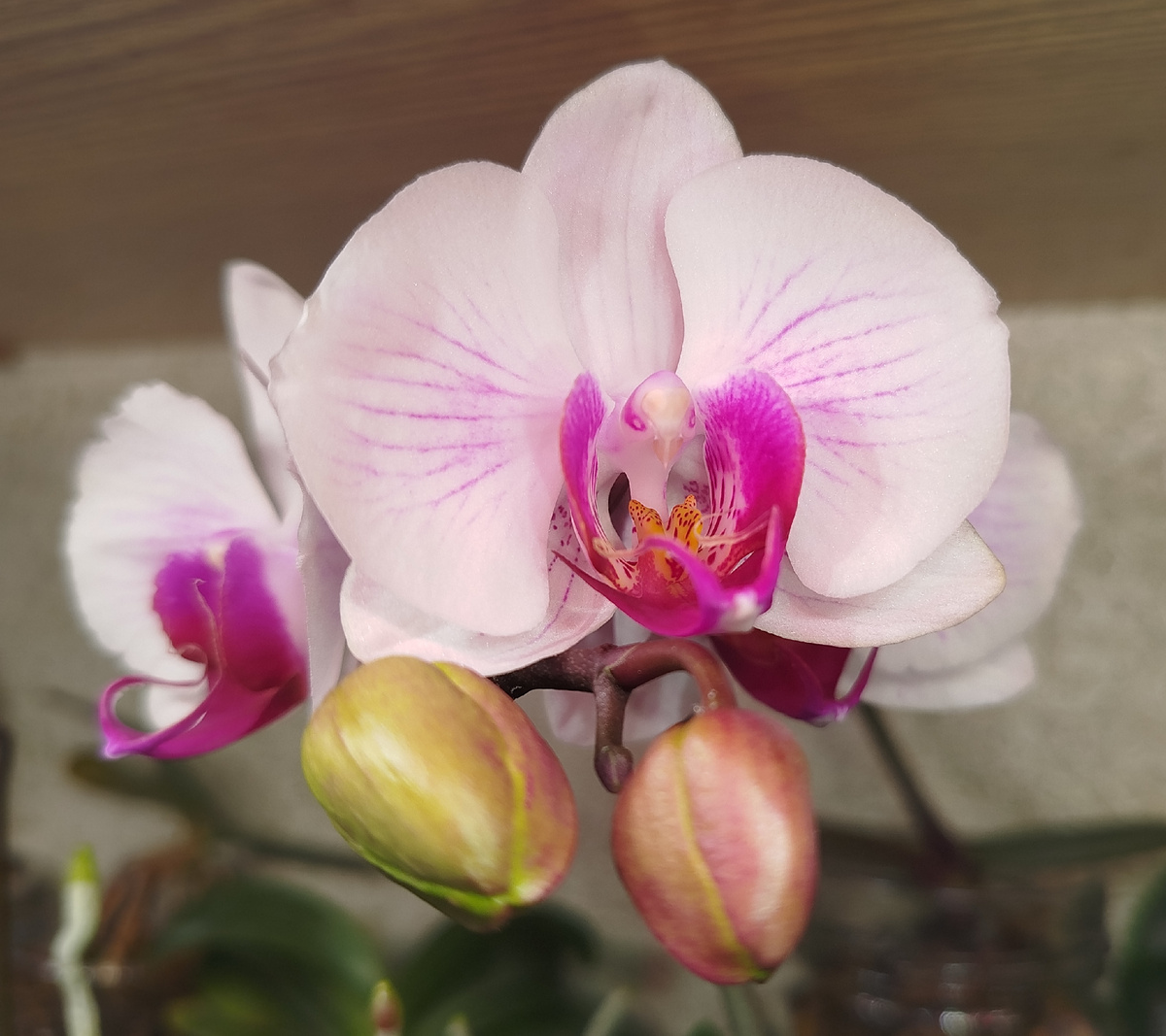 Фаленопсис Денвер второе домашнее цветение
