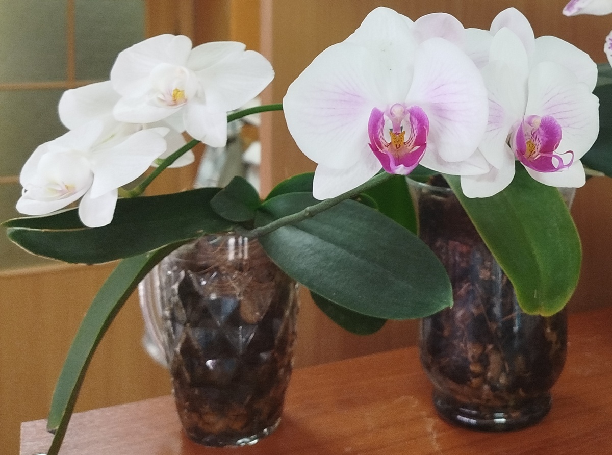 Фаленопсис Денвер первое домашнее цветение 21 февраля 2025 его посадка - в ребристой кружке