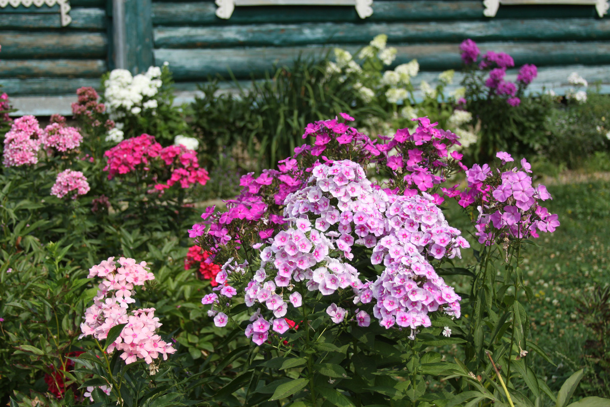 Флоксы на даче на Зеленоградской