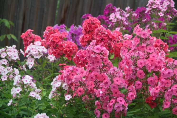 Несколько слов о современной селекции в цветоводстве