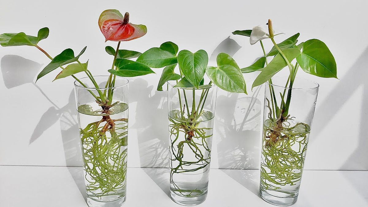 Источник фото: https://i.pinimg.com