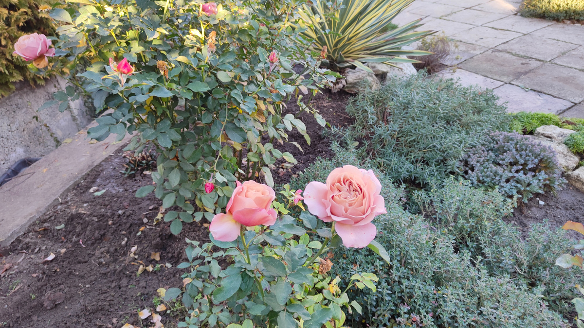 24.11.2025 г. На этой клумбе у входа 3 куста розы Коко Локо.