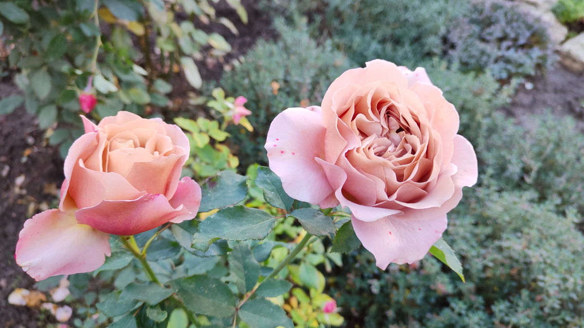 24.11.2025 г. Цветут розы Коко Локо.