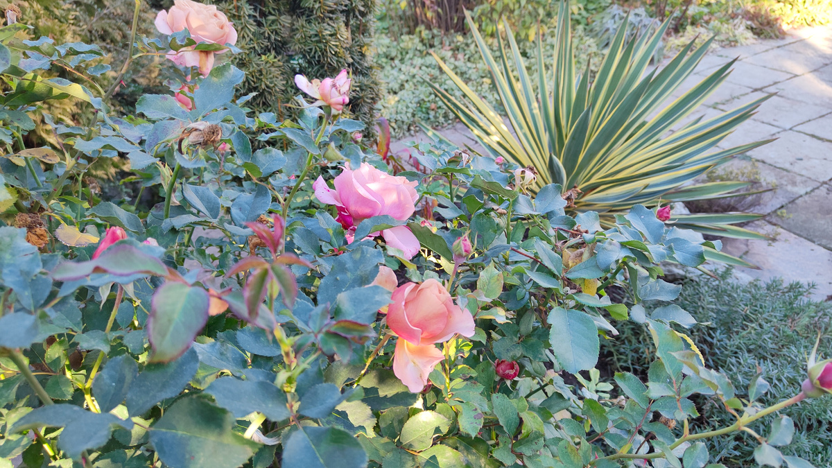 24.11.2025 г. Цветут розы Коко Локо.