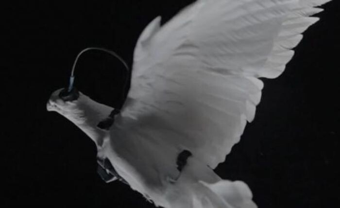 Иллюстрация: скриншот видео/ Neiry