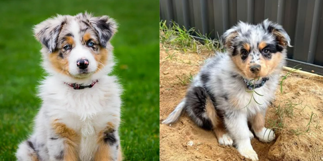 7 интересных фактов о щенках австралийской овчарки мини аусси