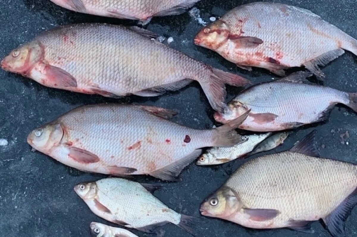    Тверские специалисты нашли в трети проверенных лещей опасных паразитов