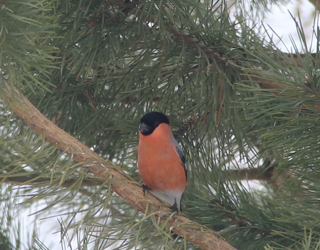 Снегирь (самец) в Экопарке Керженского заповедника
