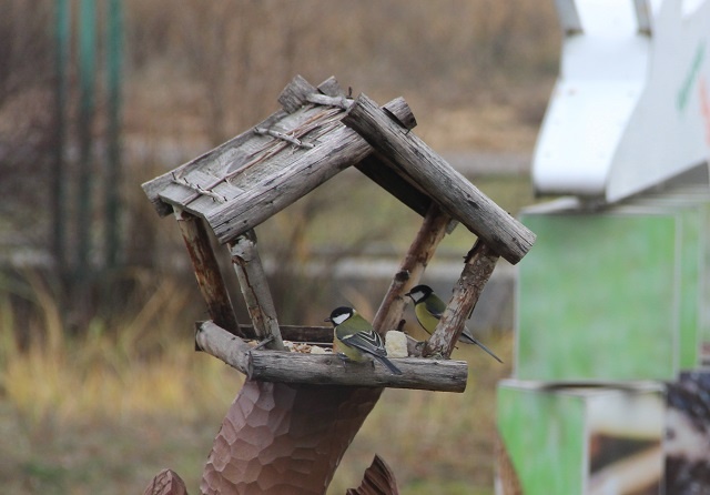 Большие синицы на кормушке рядом с экоцентром Керженского заповедника в пос. Рустай