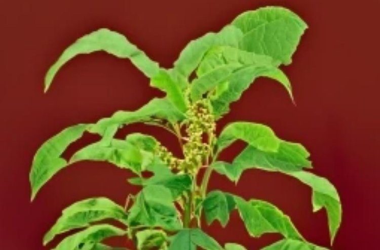    Фото: Медведева Анна, AgroXXI.ru