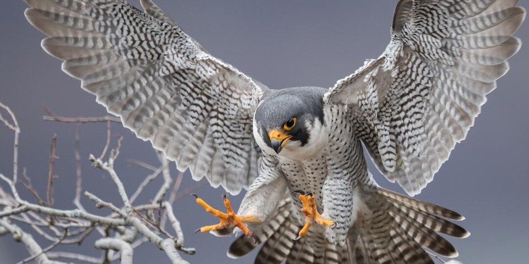 Сокол-сапсан, небесный болид и повелитель скорости