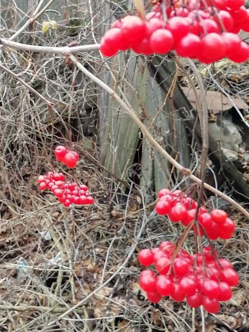 Вот вам калины красной для поэтичности. 