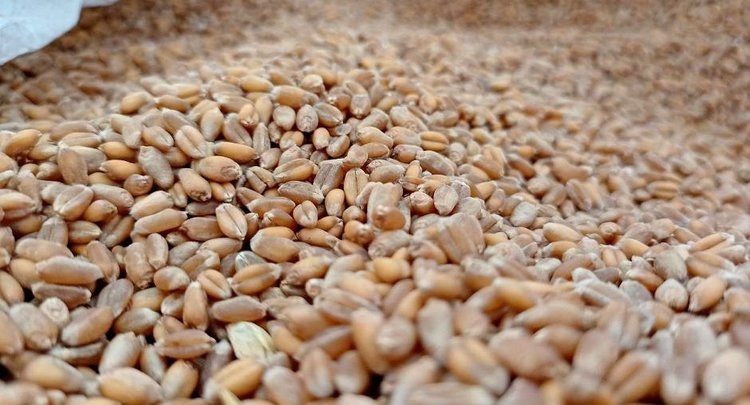    Фото: ФГБУ ЦОК АПК