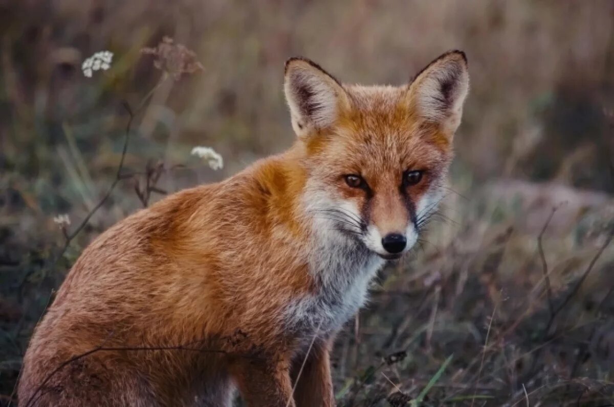    Не кормите хищника!