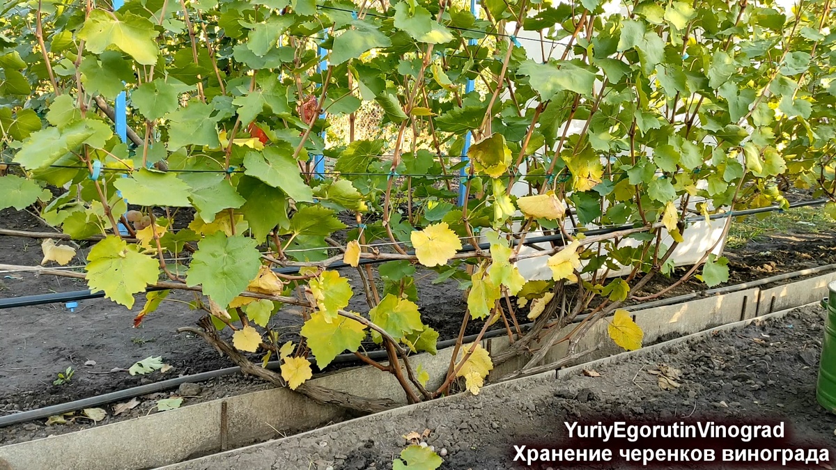 Куст винограда осенью.