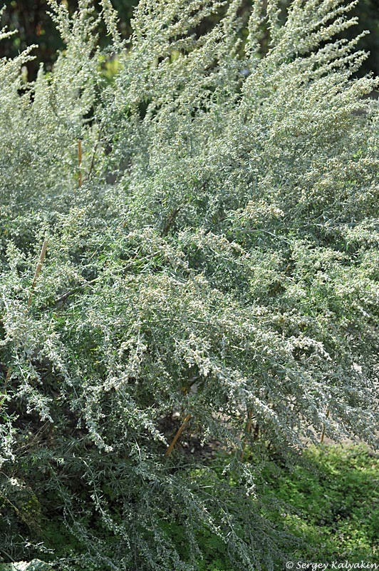 Полынь горькая