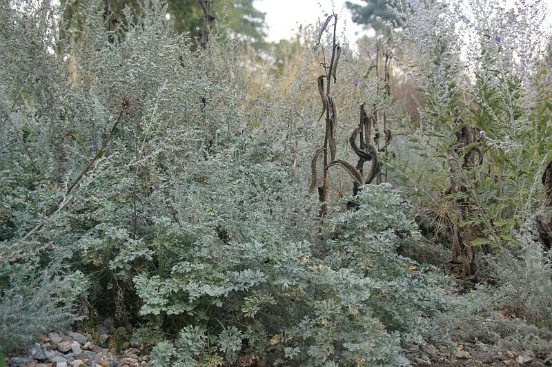 Полынь горькая ‘Lambrook Silver'. Фото: www.sarastro-stauden.com