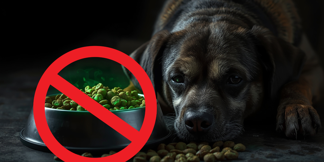 Собачий корм премиум-класса — развод? Ветеринар объясняет, на что смотреть по-настоящему. 🥫