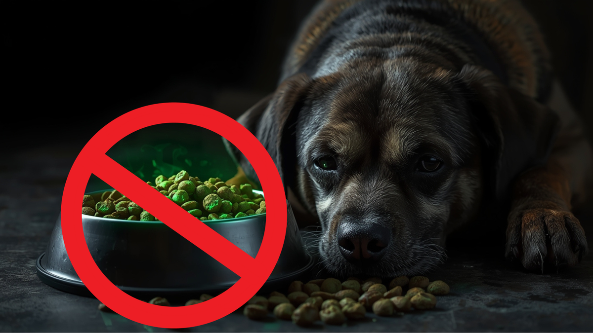 Собачий корм премиум-класса — развод? Ветеринар объясняет, на что смотреть по-настоящему. 