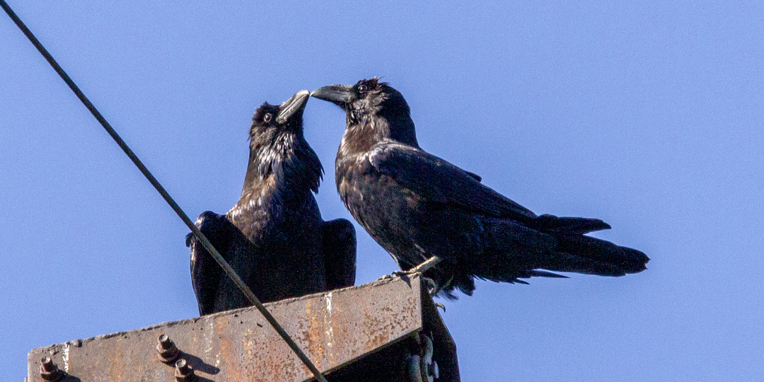 Большой сюрприз - хохлатая синица и другие встречи на прогулке. Вишневогорск 2025г.
