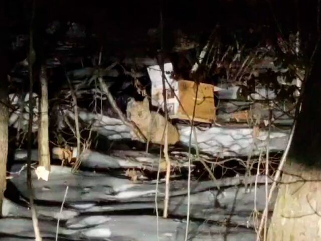    Фото: телеграм-канал "Управление по охране животного мира Амурской области"