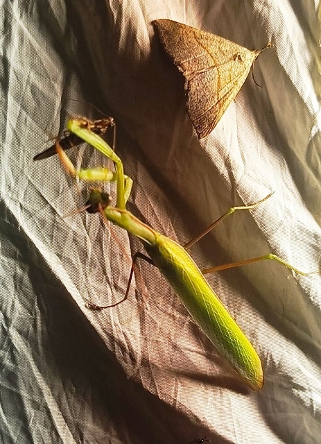   Самец обыкновенного богомола (Mantis religiosa)