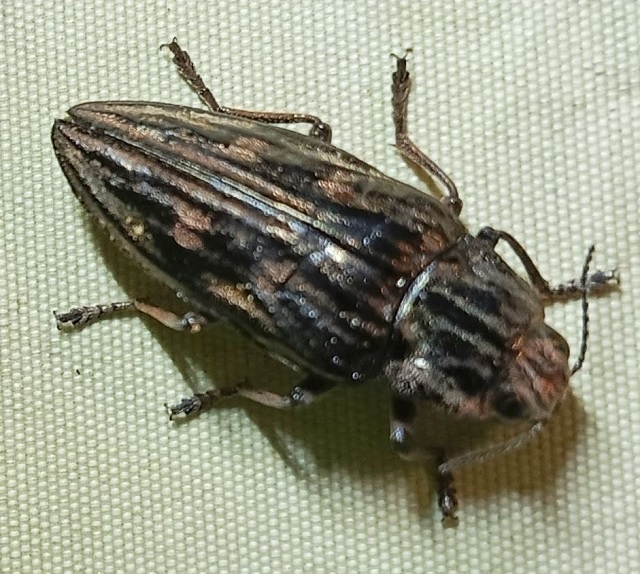 Жук Златка большая сосновая Chalcophora mariana (Linnaeus, 1758)