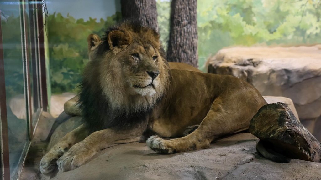    Фото: Екатеринбургский зоопарк