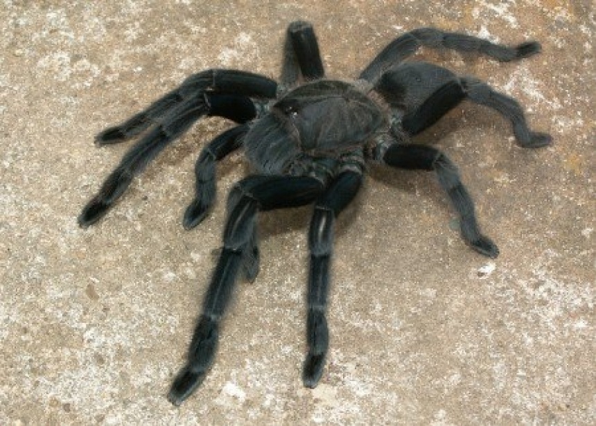 Ух, зверюга!