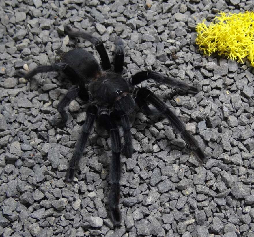 Камушки, конечно, выдают, но на субстрате маскировка очень даже неплохая