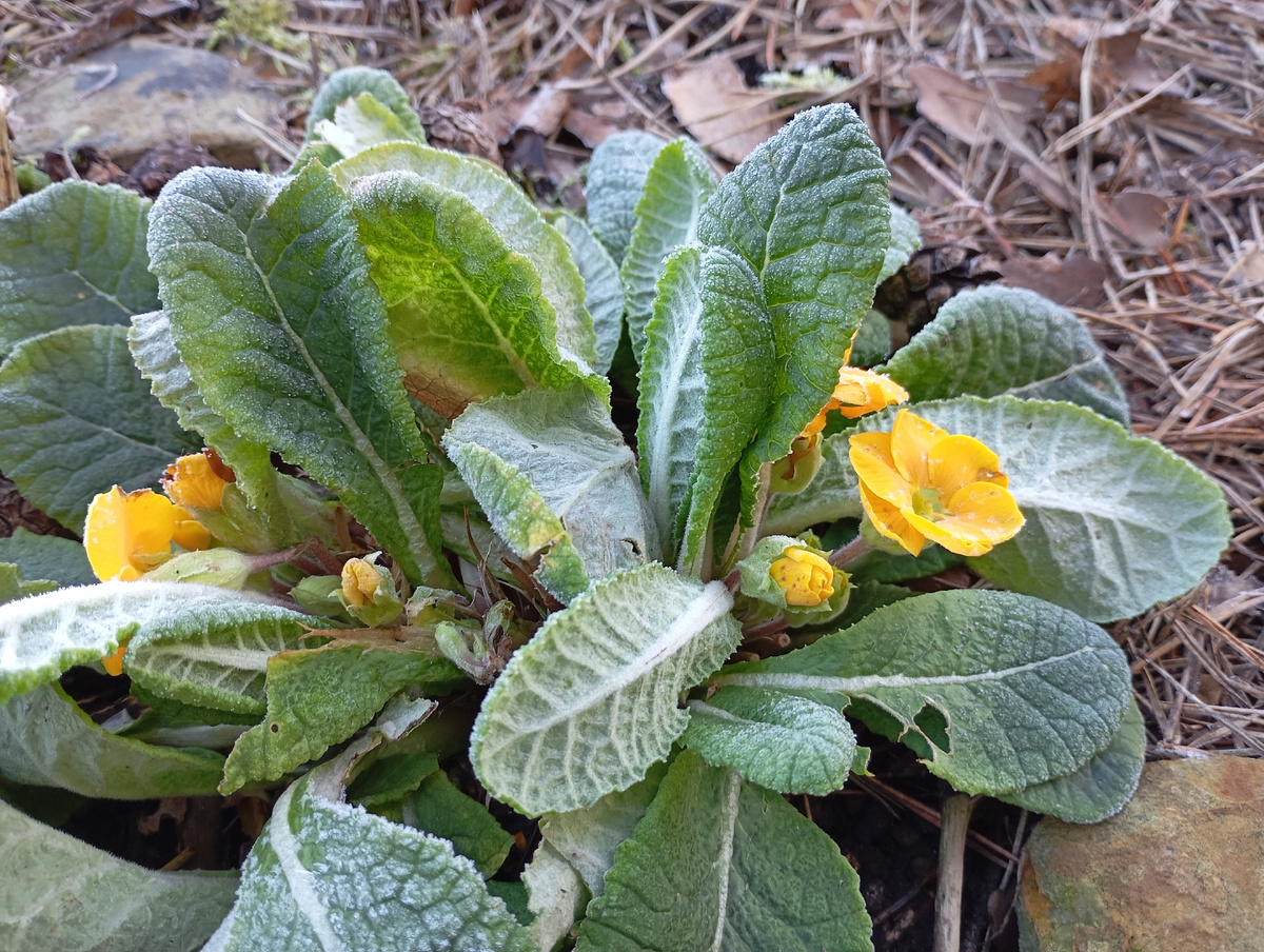 Примула бесстебельная