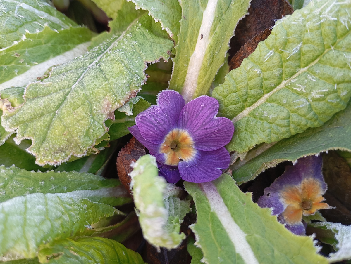 Примула бесстебельная