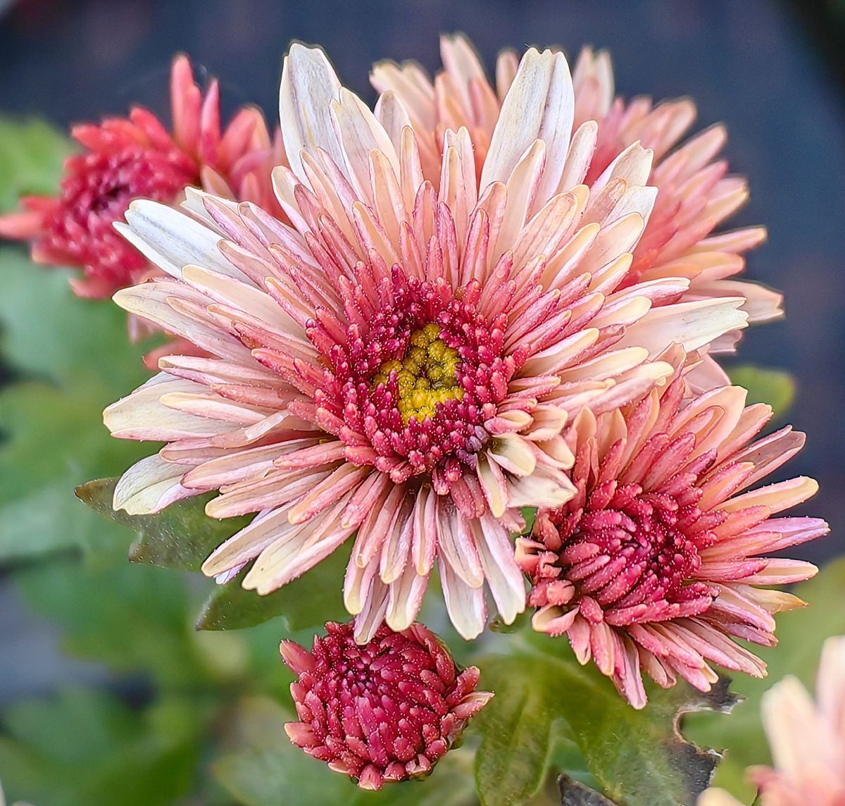 Хризантема мультифлора сорта "Инспирит шампань" 