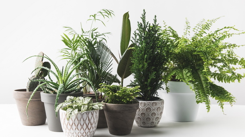 Лью почти кипяток на корни цветов зимой. 8 горшков показали контраст