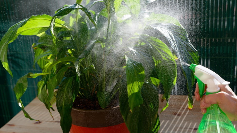 Спатифиллум выглядел особенно уныло - листья поникли, хотя полив был регулярным.