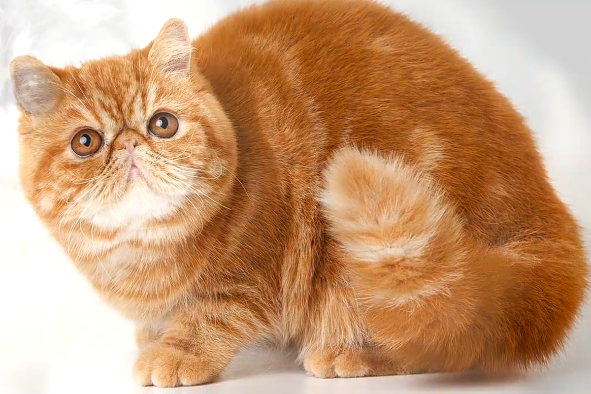 Экзоты обладают характерной мордочкой. Скриншот видео YT "ЧЁРНЫЙ КОТ"