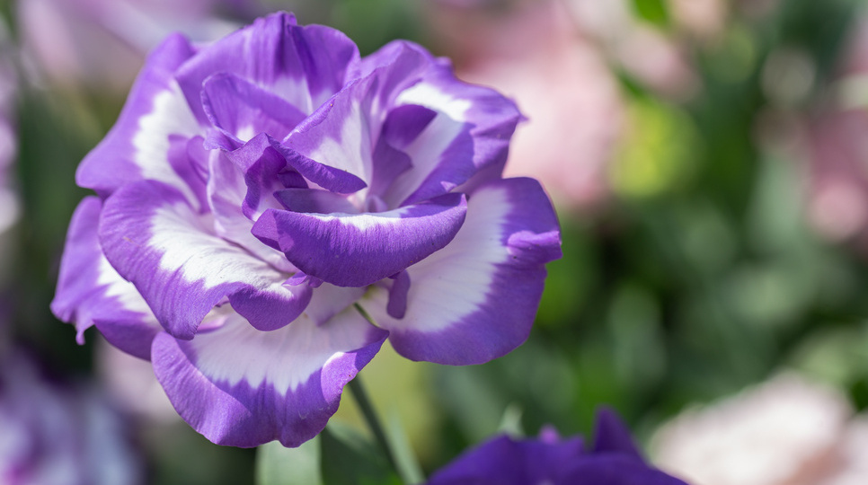 Выращиваю капризную эустому из мелких семян без мороки. 5 правил для новичков