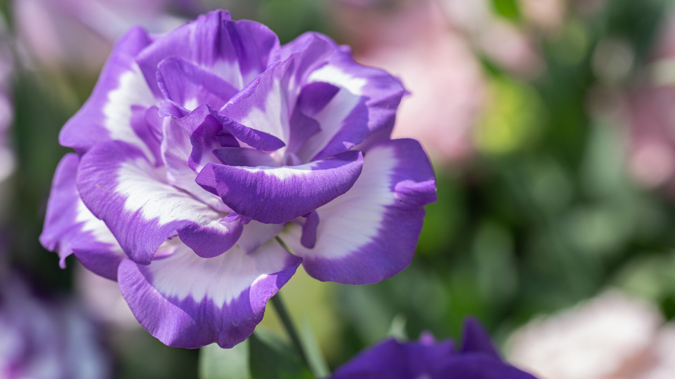 Результат правильного подхода к выращиванию