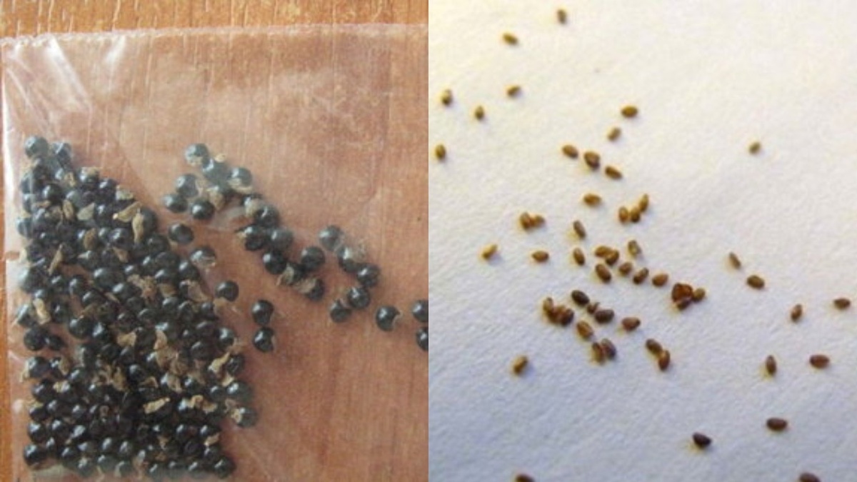 Разница между обычными и гранулированными семенами очевидна