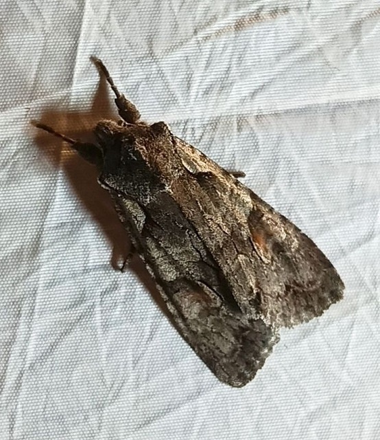 Совка плоскотелая желтоватая/красноватая (Conistra rubiginea (Denis & Schiffermuller, 1775)