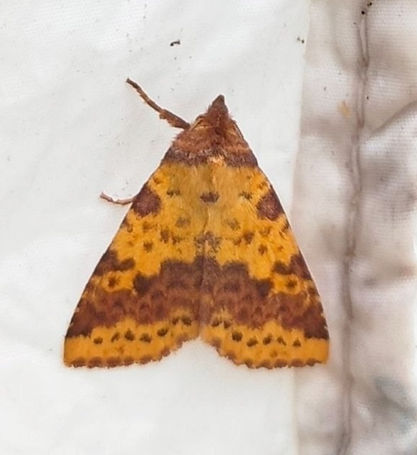 Пяденица угловатая осенняя (Ennomos autumnaria (Werneburg, 1859)